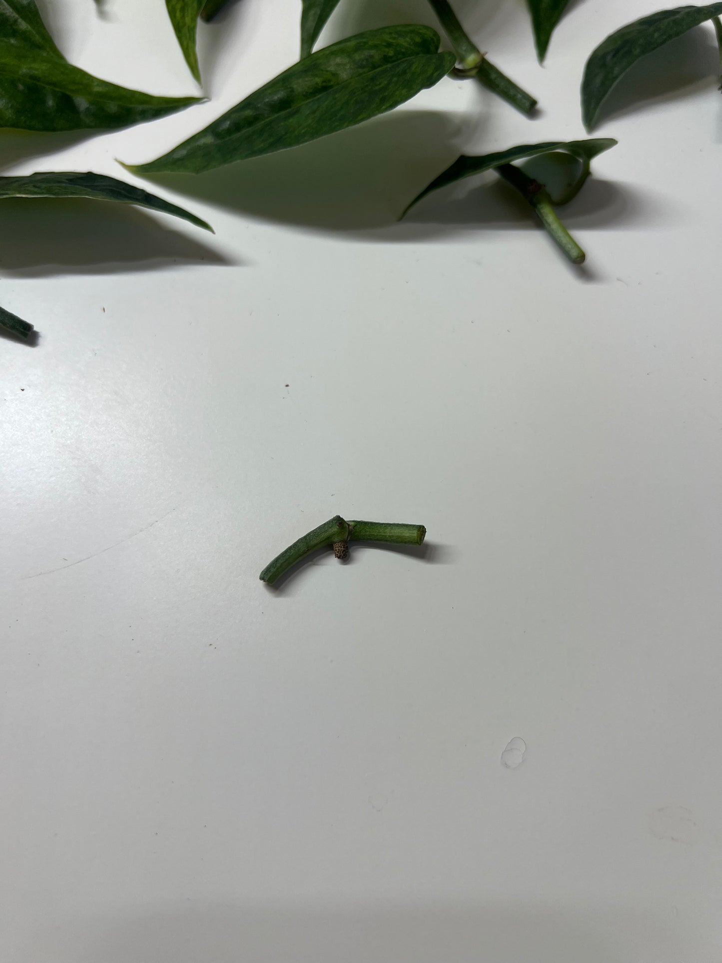 Epipremnum pinnatum mint variegated