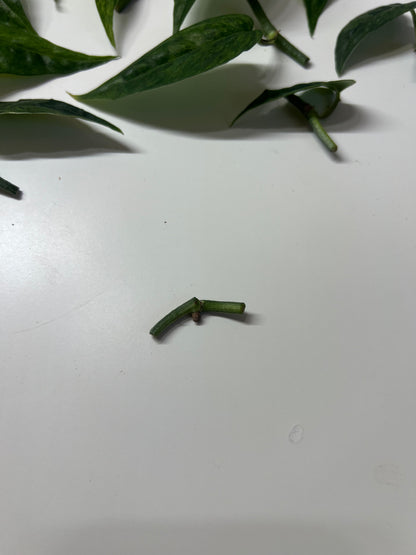 Epipremnum pinnatum mint variegated