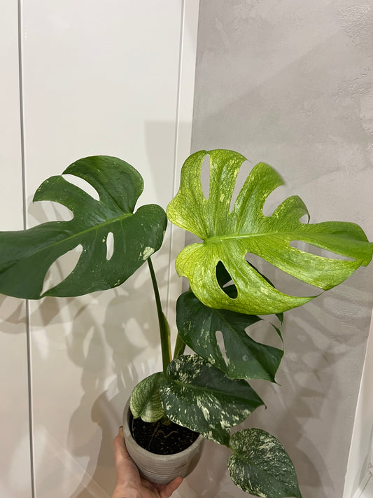 Monstera del mint