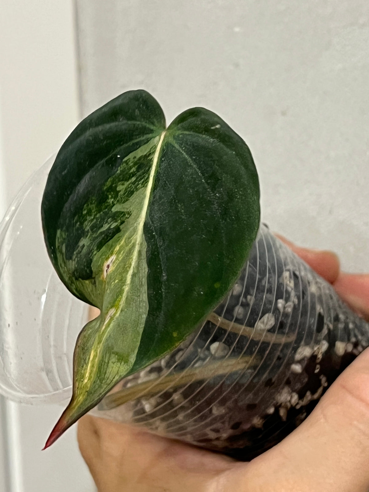 Philodendron micans variegated