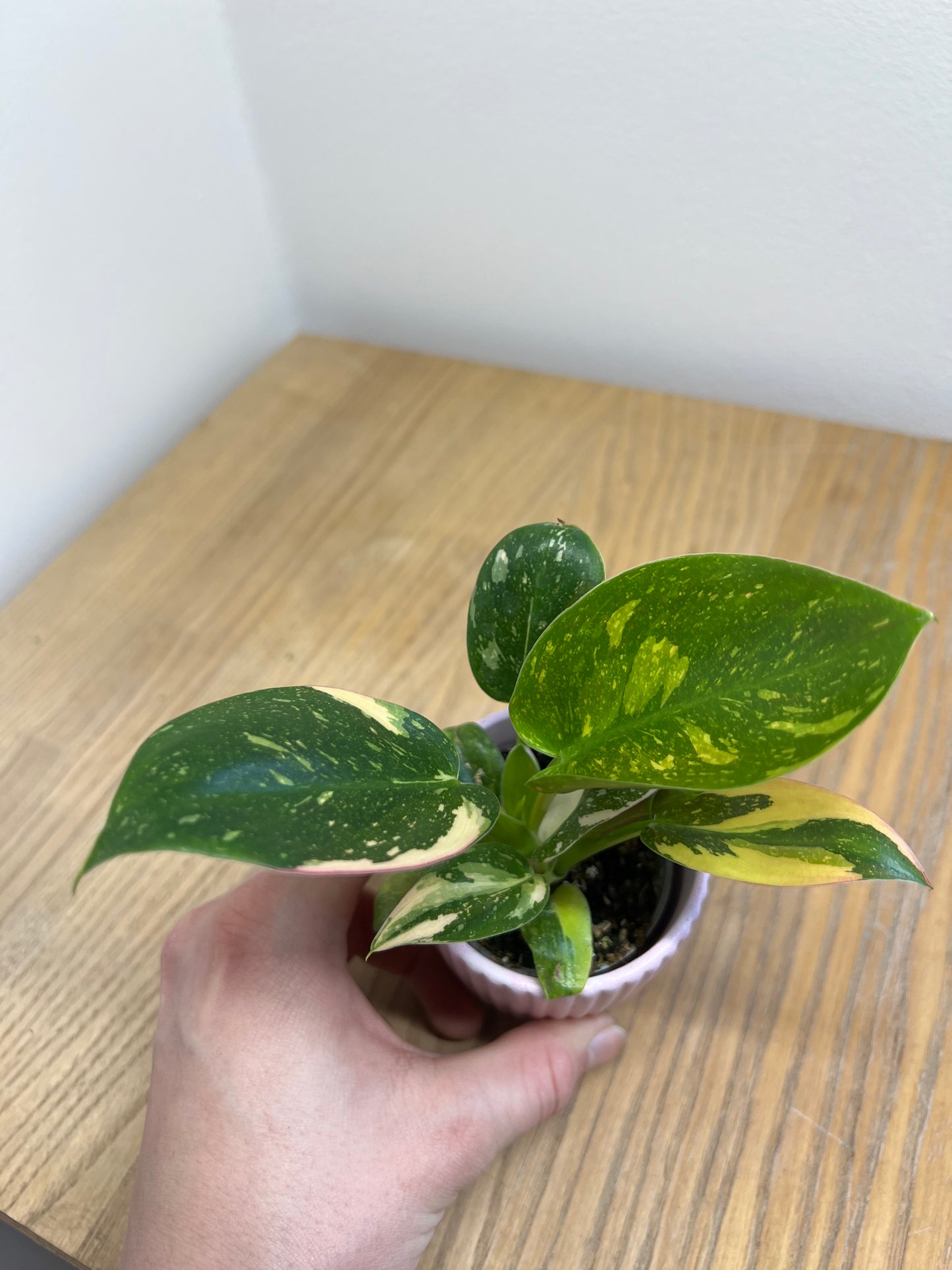Philodendron green congo variegata