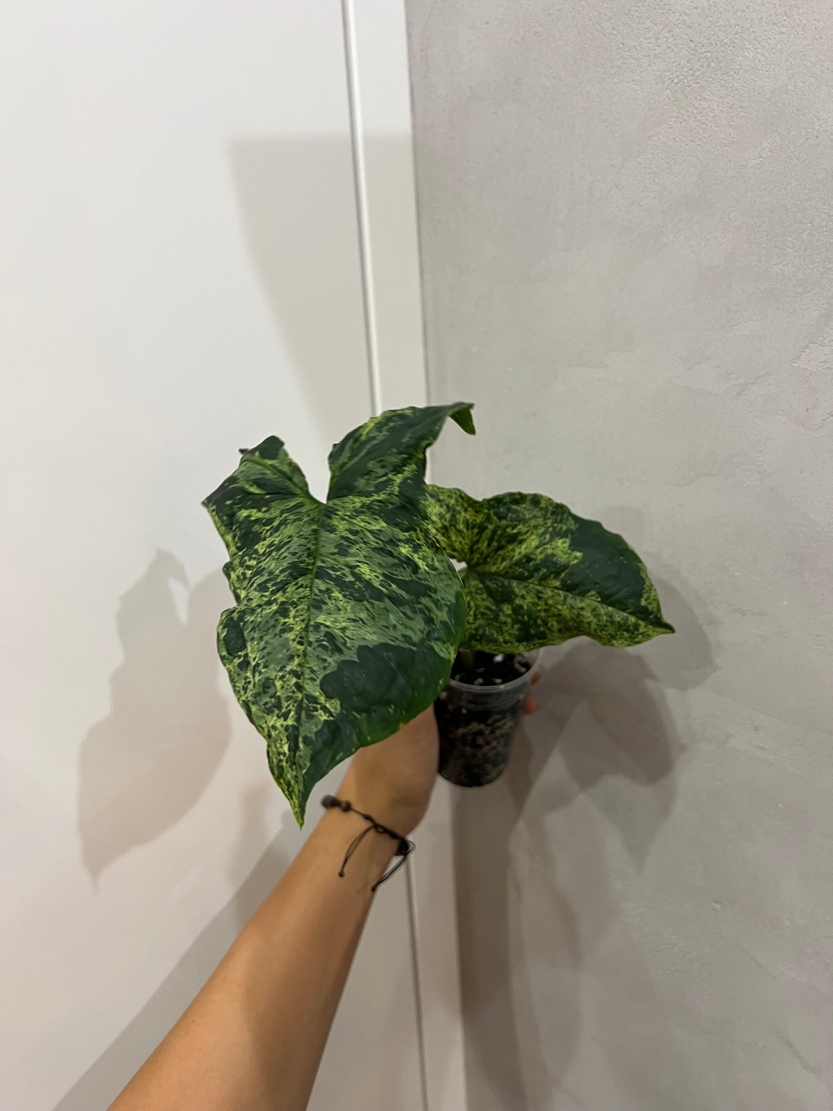 Syngonium mojito