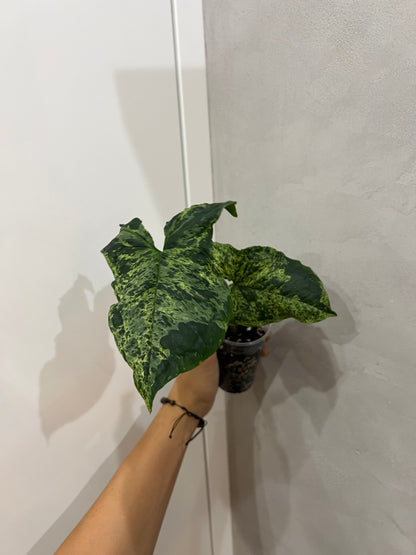Syngonium mojito