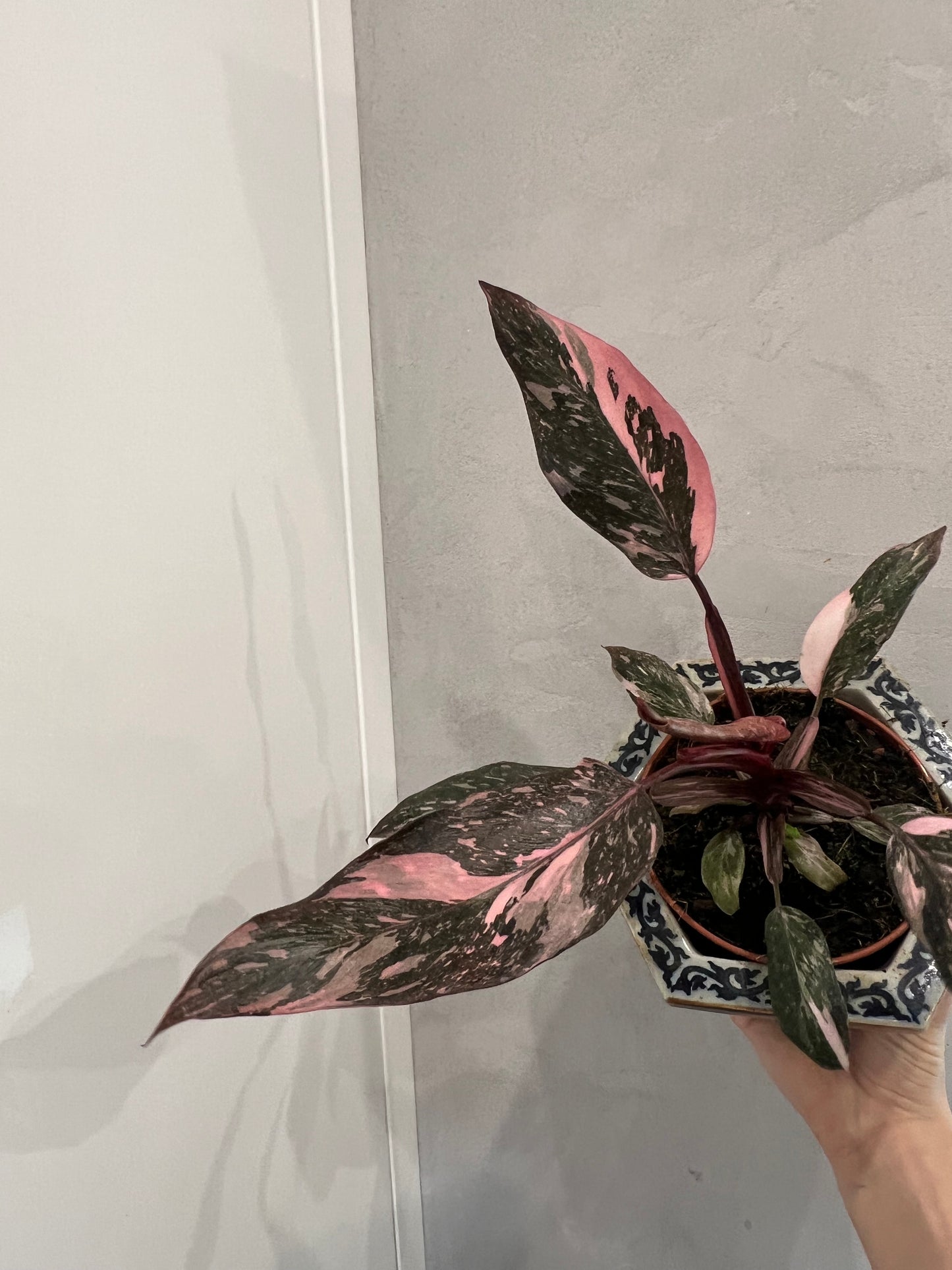 Philodendron pink princess marble
