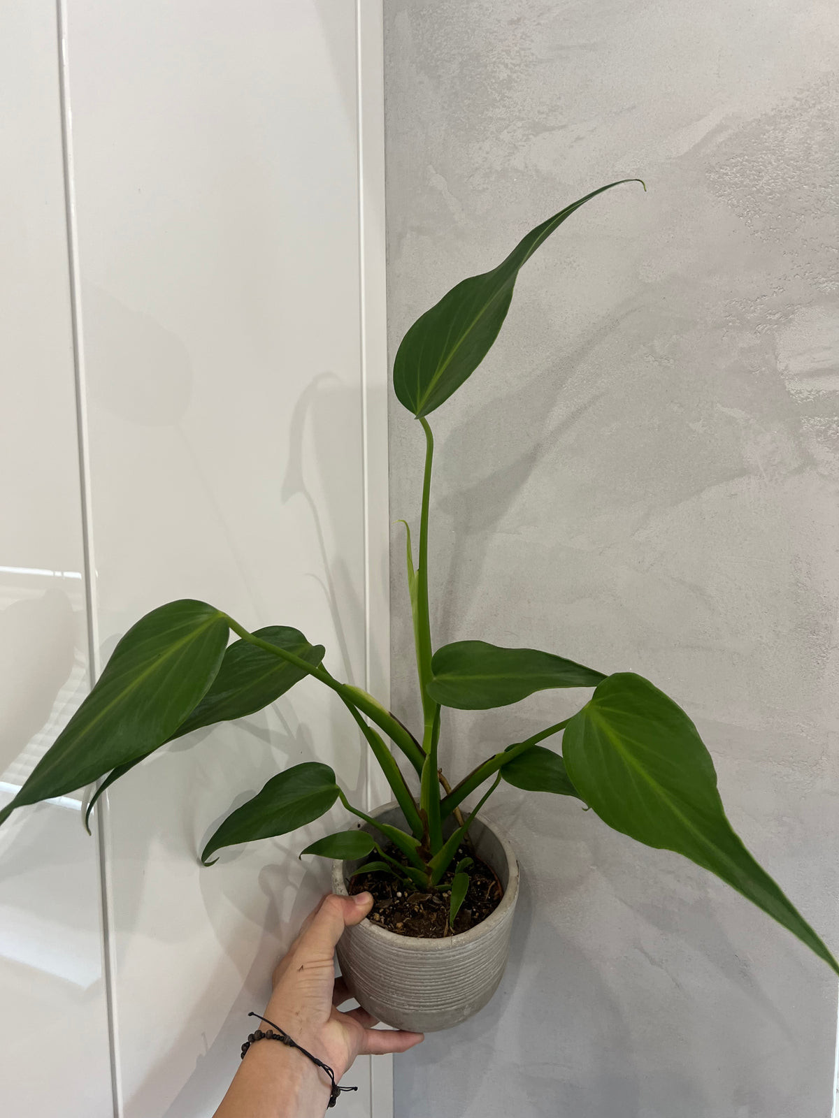 Monstera burle marx flame