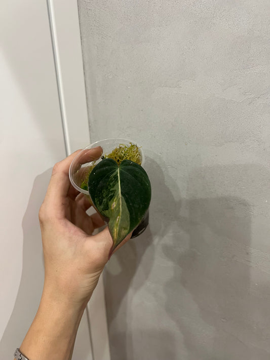 Philodendron micans aurea variegated