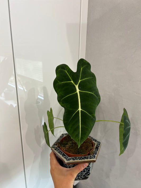 Alocasia frydrk
