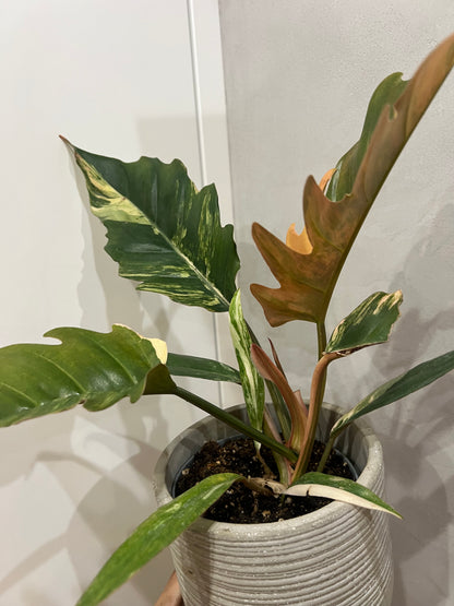 Philodendron caramel marble