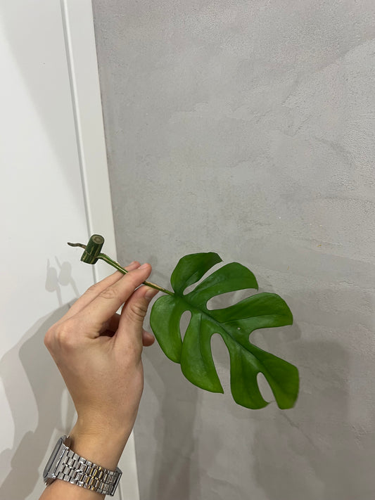 Rhaphidophora Tetrasperma variegated