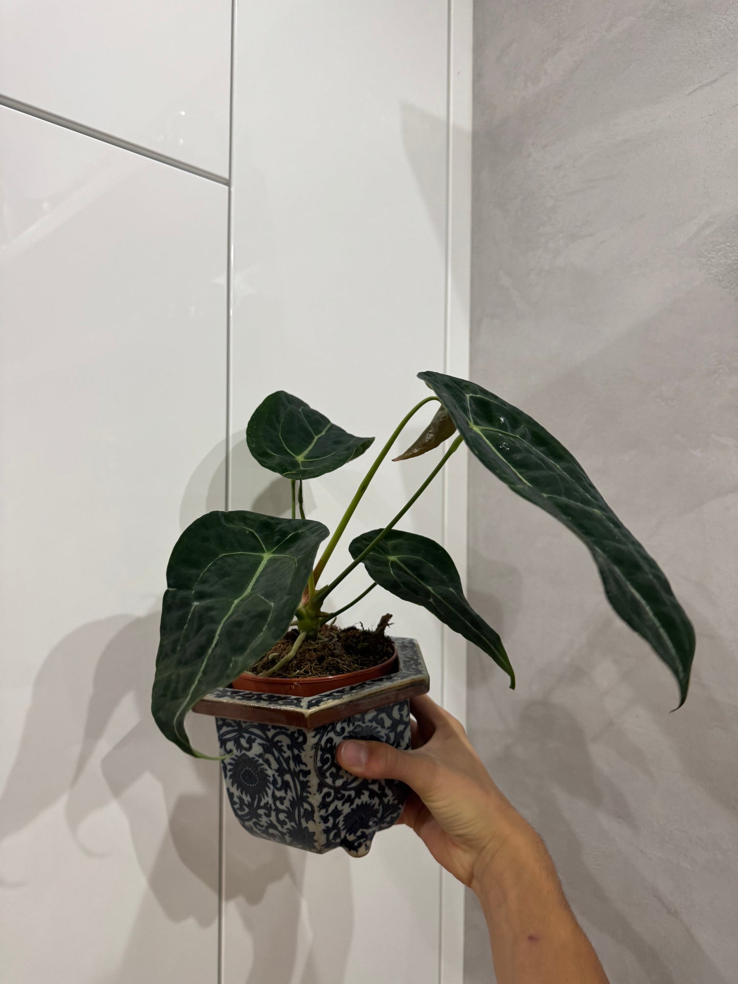 Anthurium forgetii