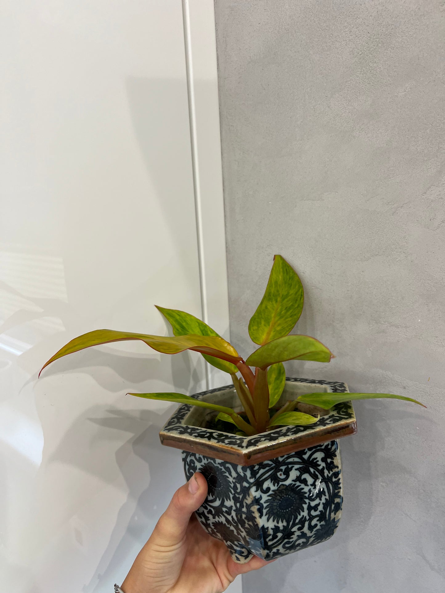 philodendron orange marmalade