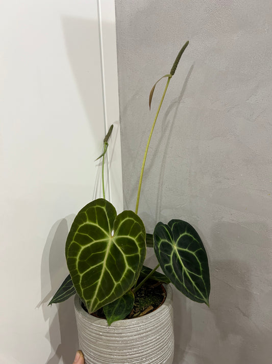 Anthurium clarinervium