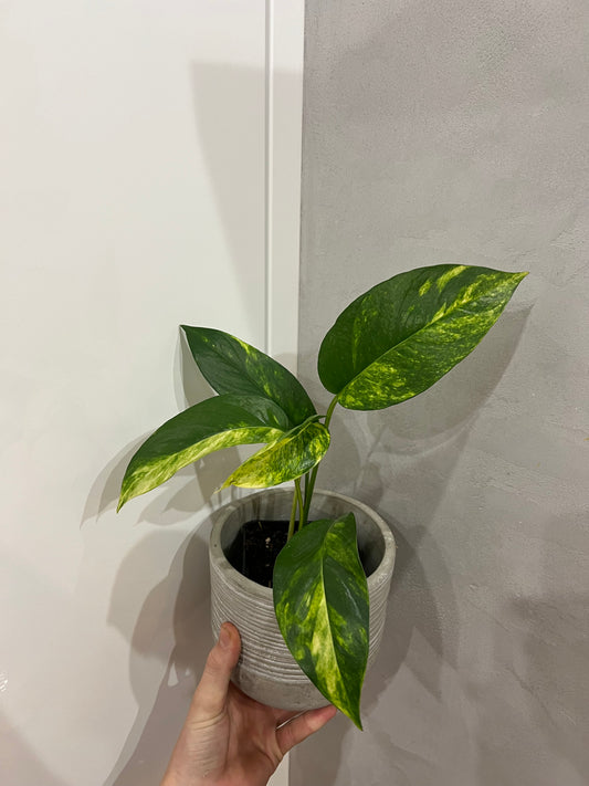 Epipremnum pinnatum cintho goldenfinger