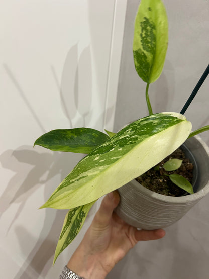 Philodendron jose bueno