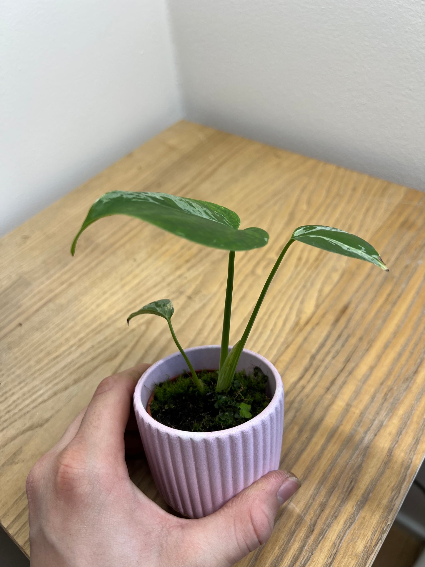 monstera bulbasaur
