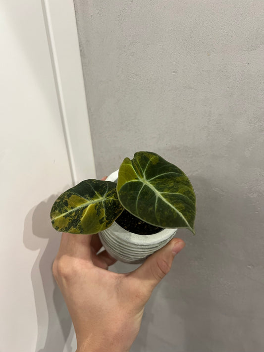 Alocasia black velvet gold