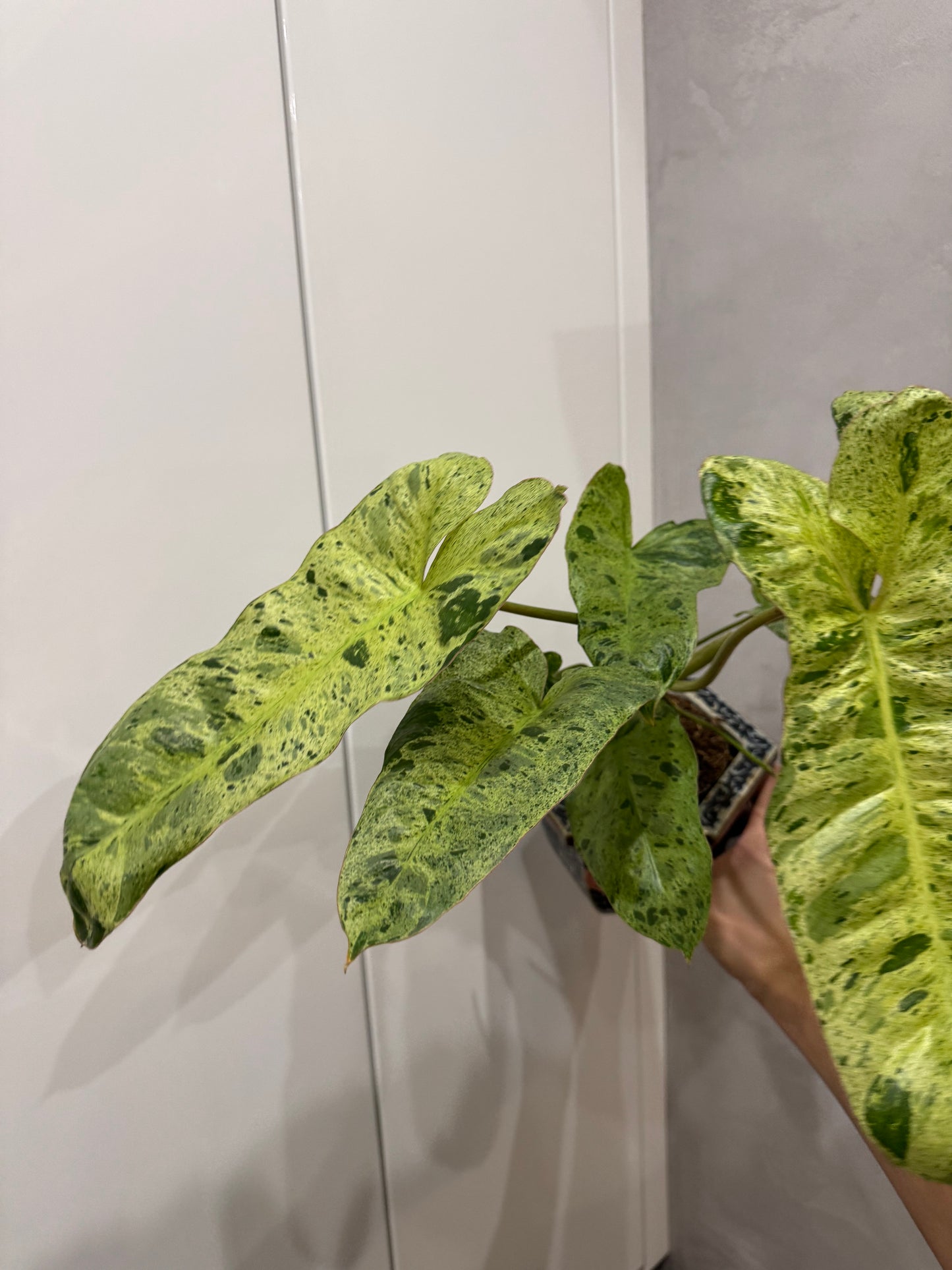 Philodendron paraiso verde