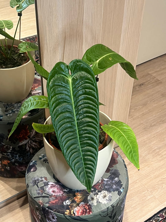 Anthurium veitchii (veliké)