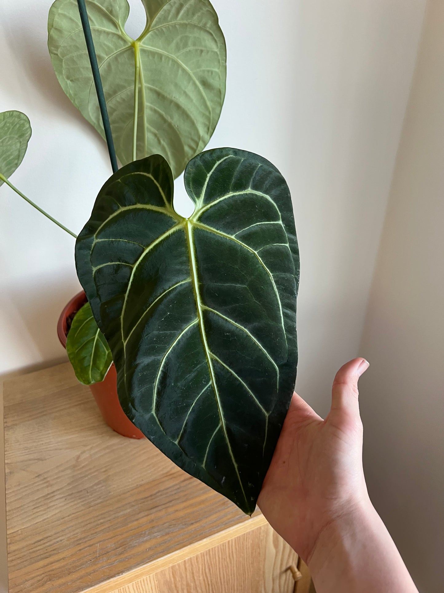 Anthurium regal