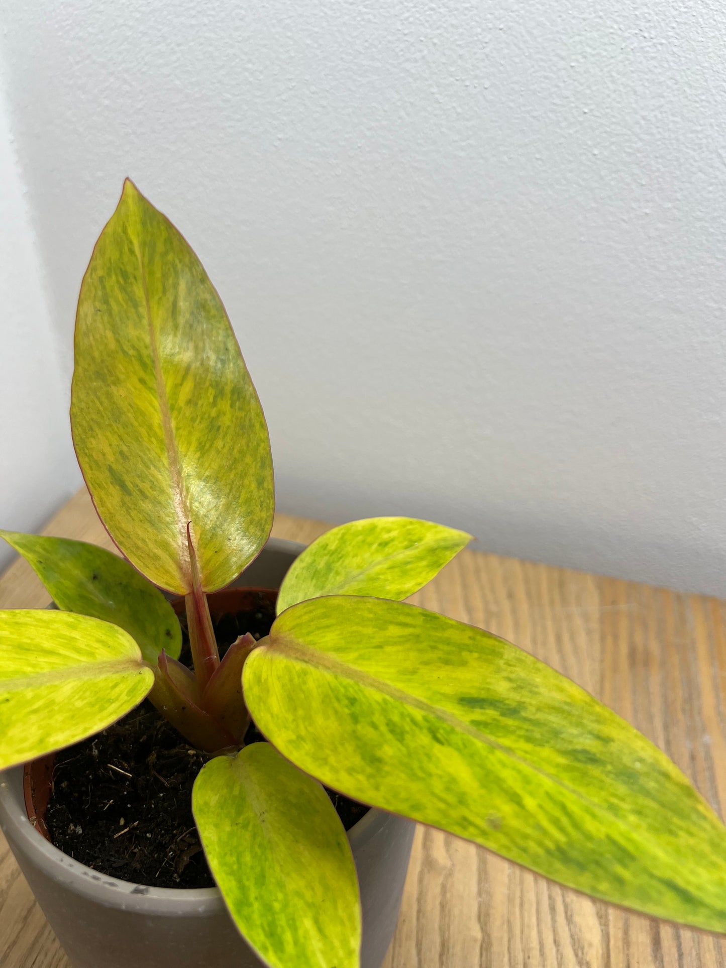 Philodendron orange marmalad