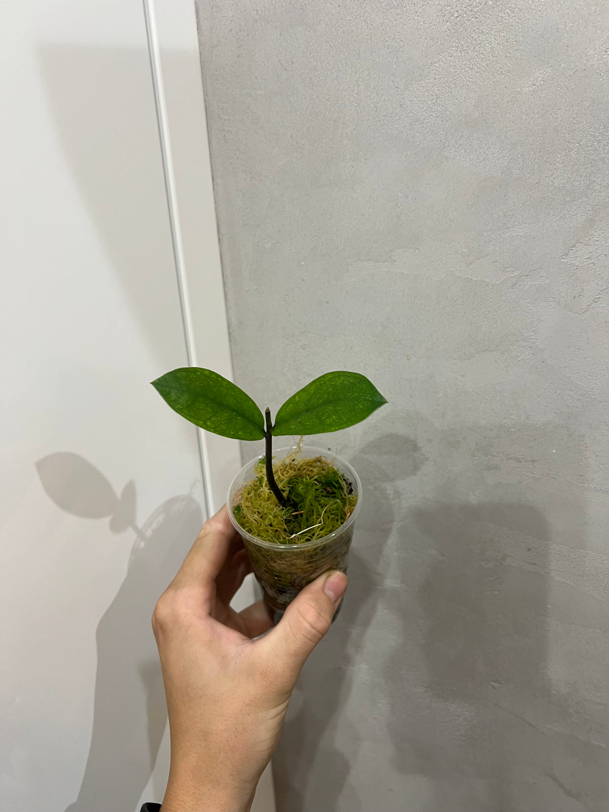 Zamioculcas chameleon