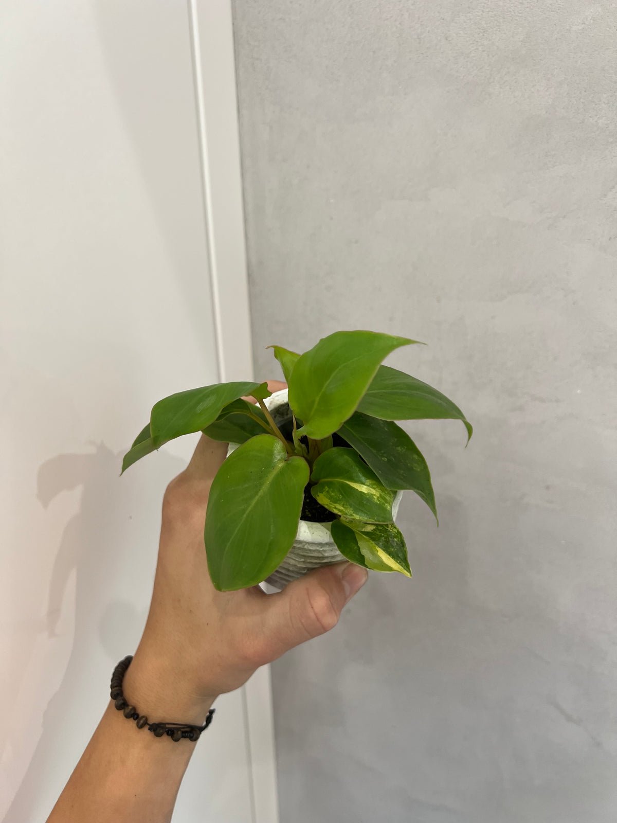 Philodendron burle marx variegated