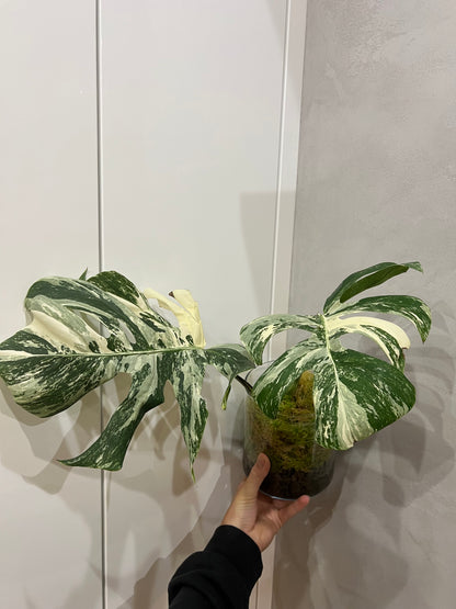 Monstera albo