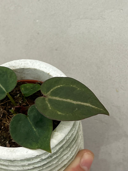 Anthurium Michelle x (Zara x Michelle)