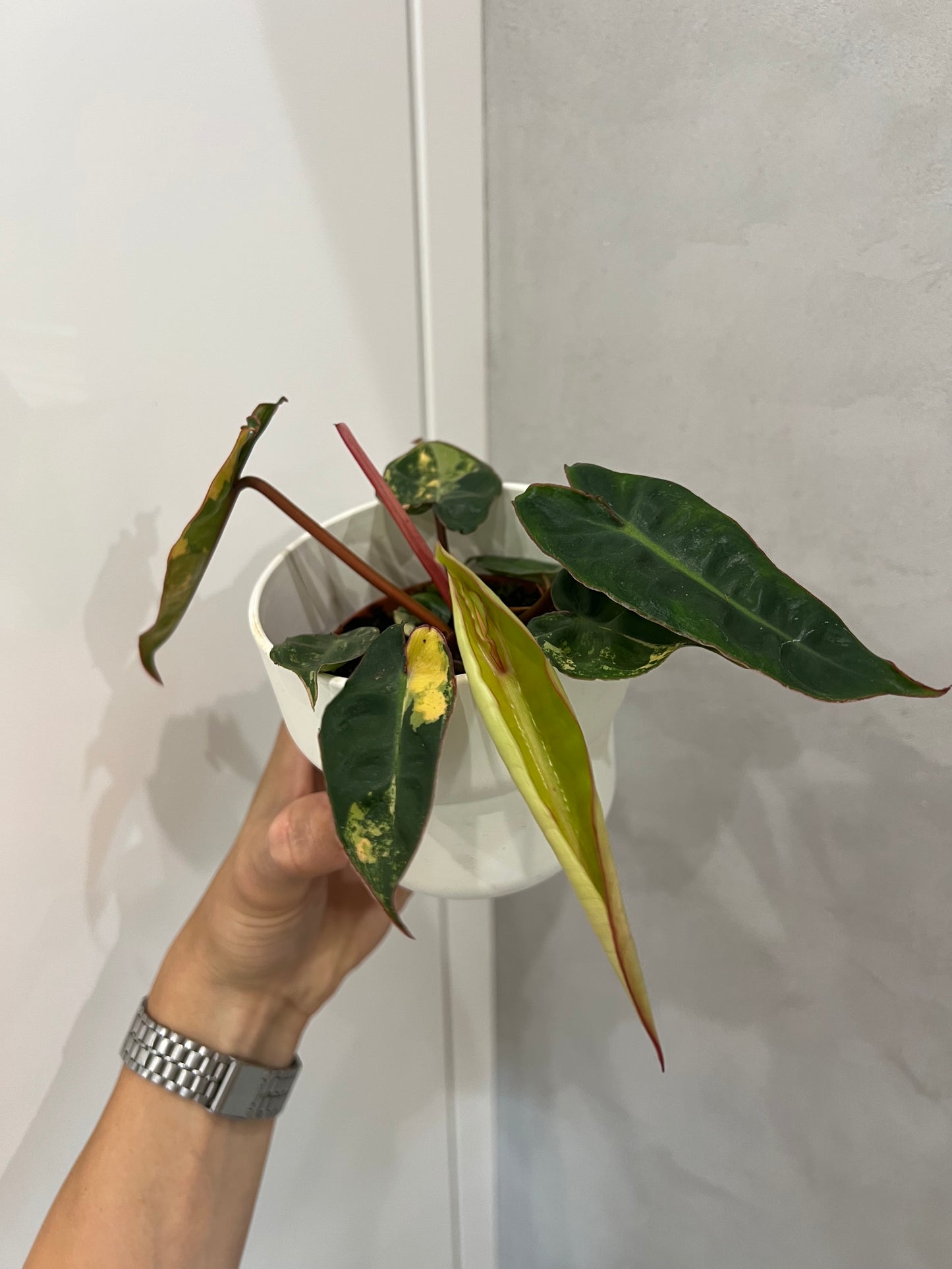 philodendron billietiae variegata