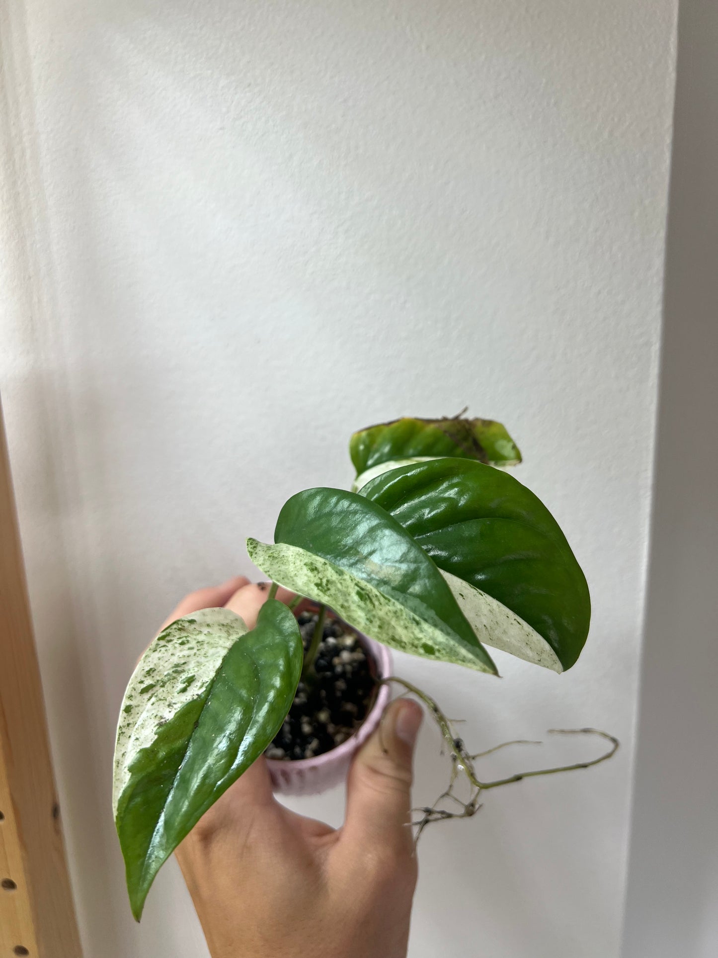 Epipremnum pinnatum marble variegated