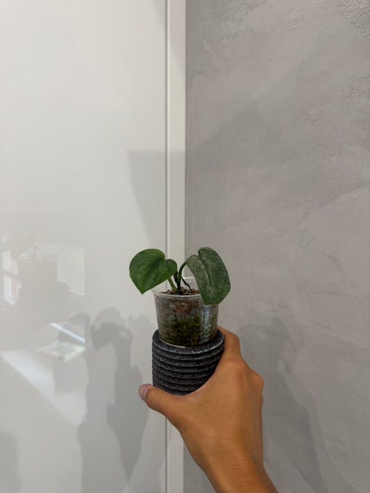 Scindapsus silver dark cloud var