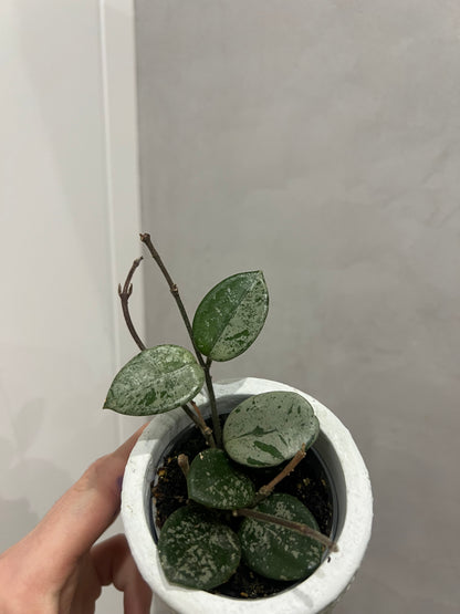 MINI Hoya mathilde splash