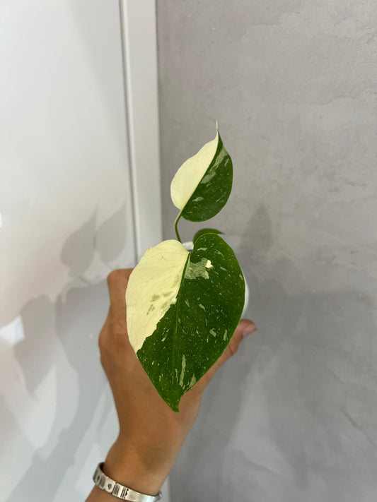 Monstera thai constellation