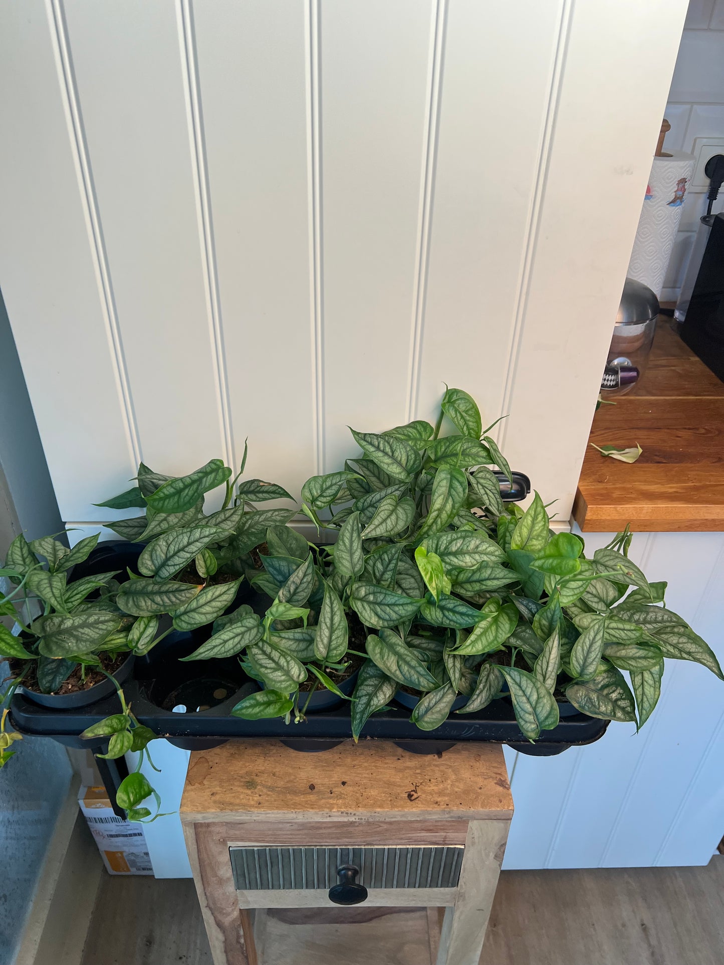 Monstera siltapecana