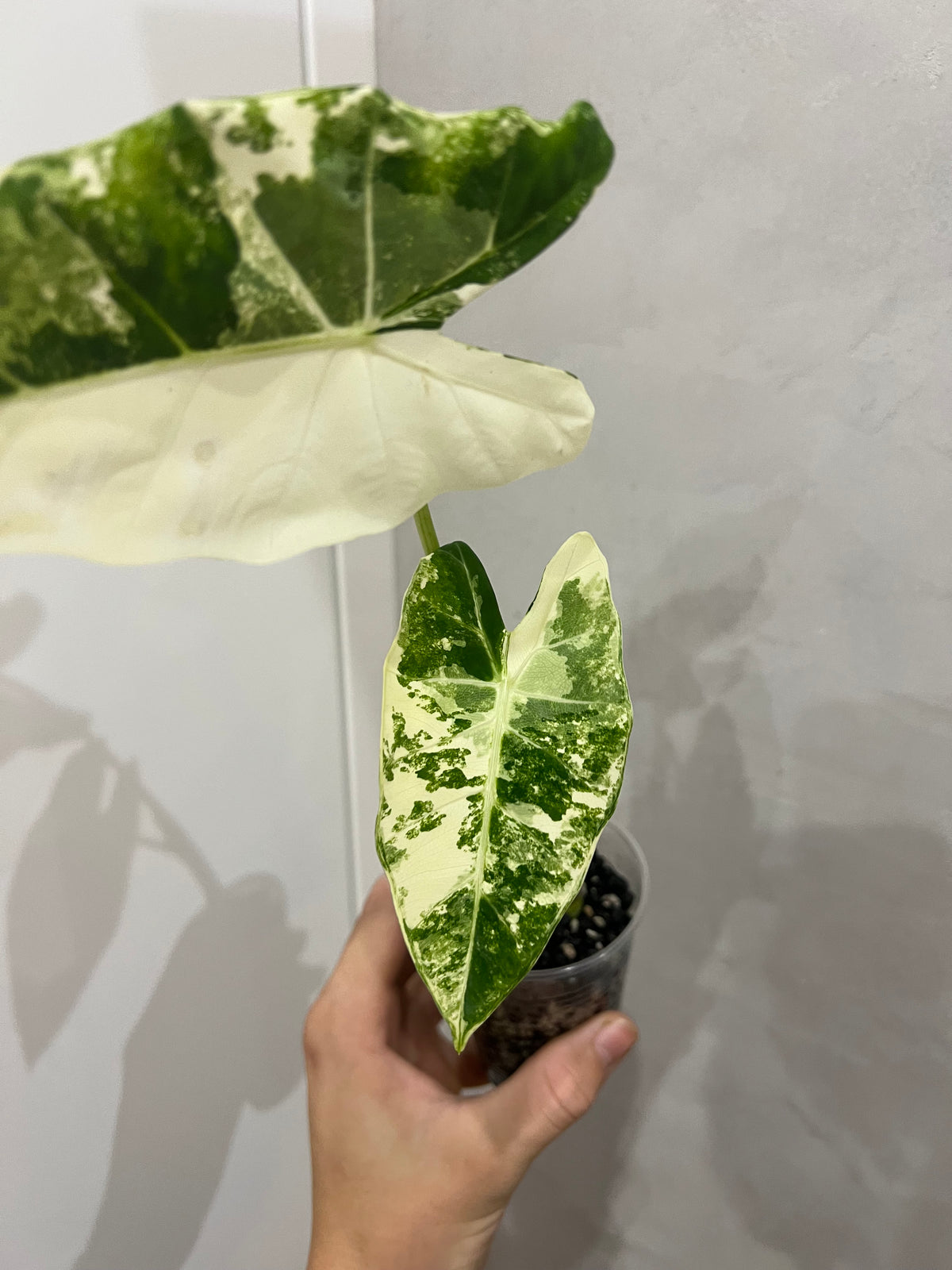 Alocasia frydek variegated