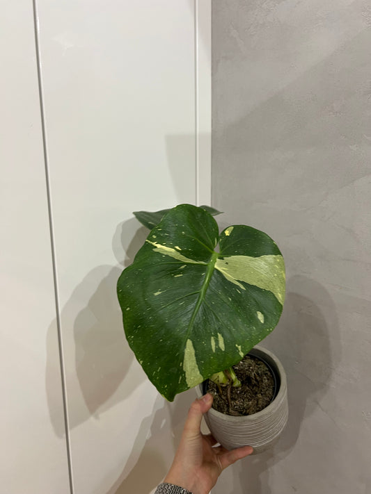 Monstera thai constellation