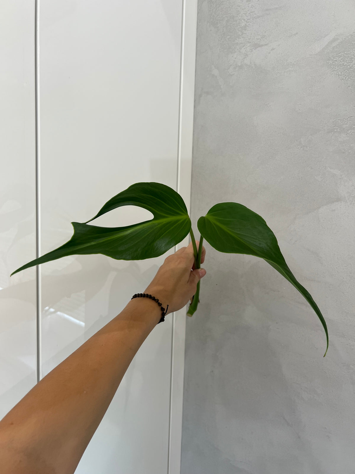 Monstera burle marx flame