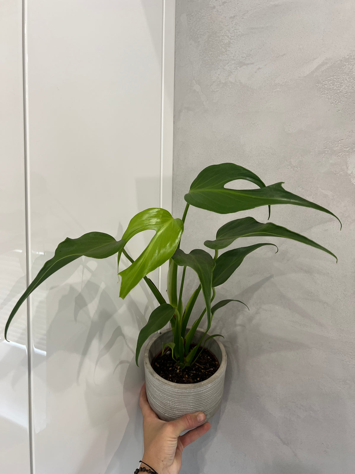 Monstera burle marx flame