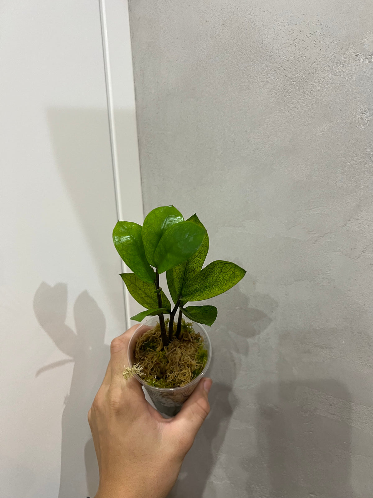 Zamioculcas chameleon