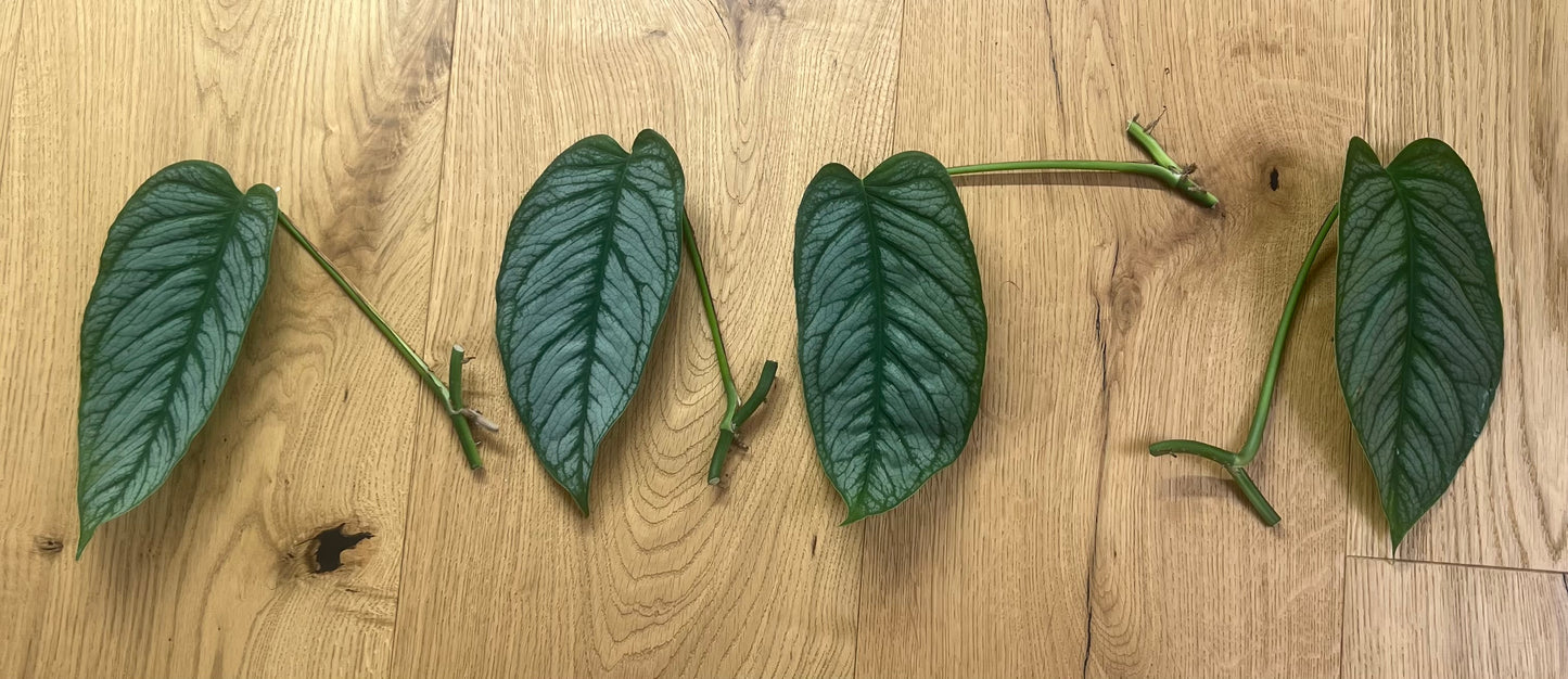 Monstera siltapecana el salvador(náhodný výběr)