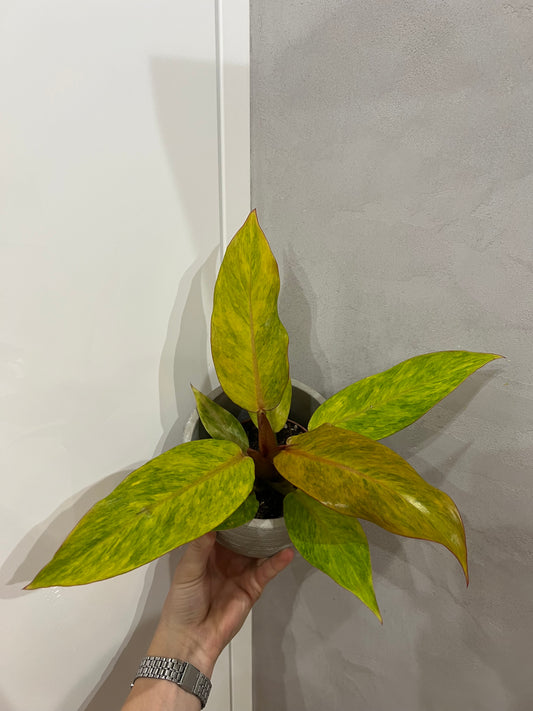 philodendron orange marmalade