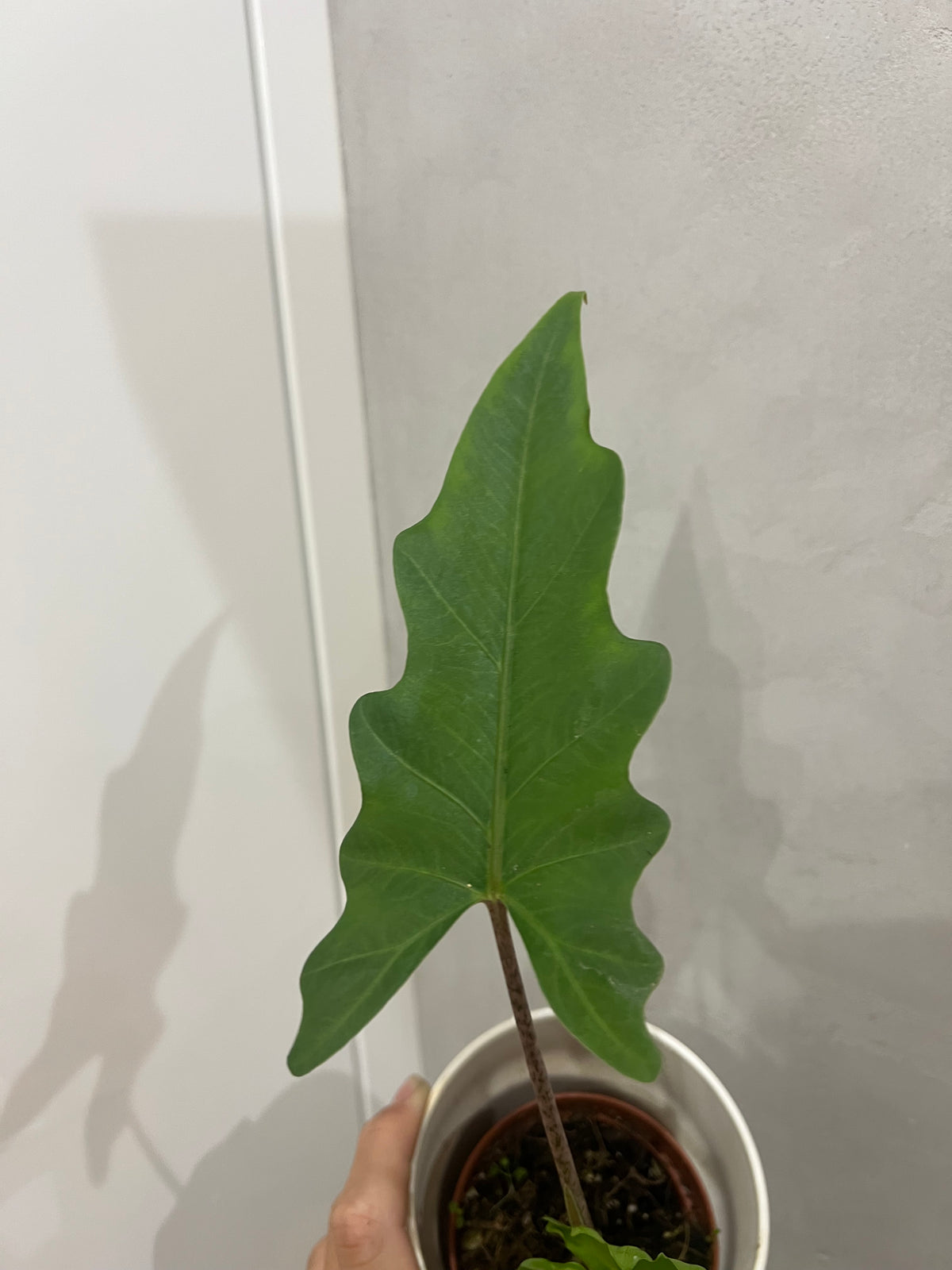 Alocasia Boa