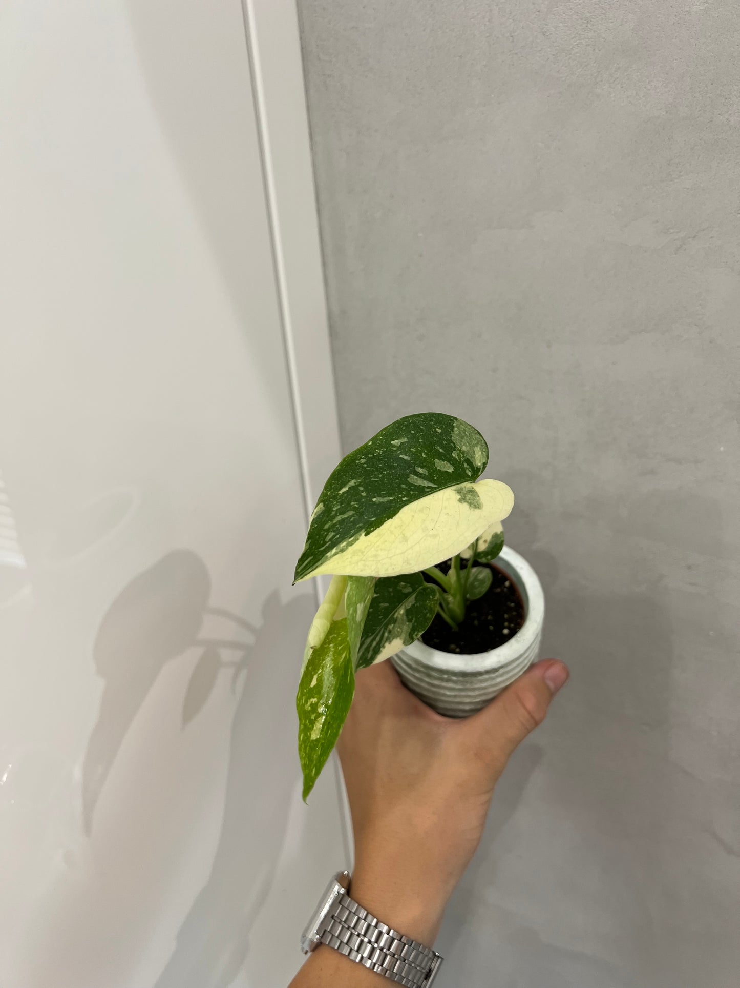 Monstera