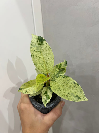 Ficus elastica ‘Shivereana’
