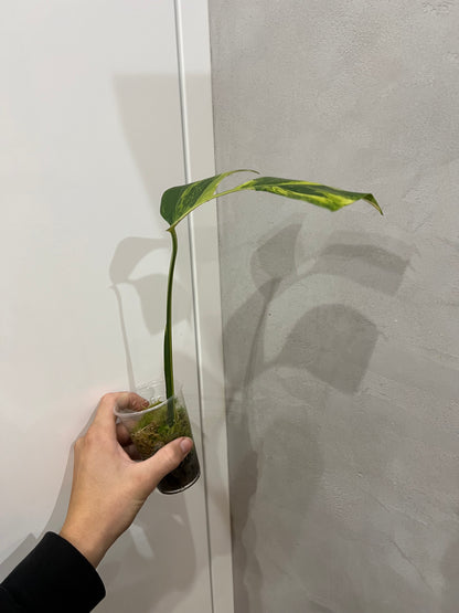 Monstera aurea variegated