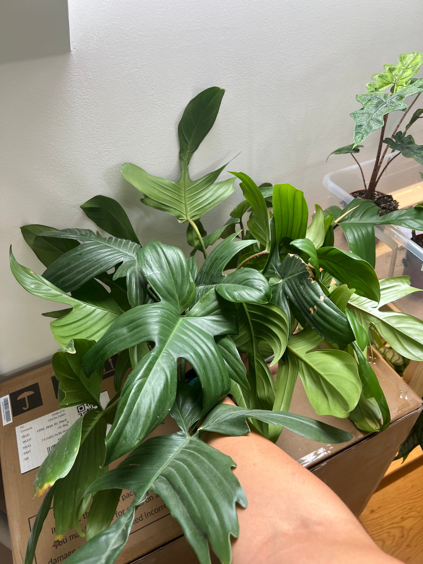 Philodendron florida ghost