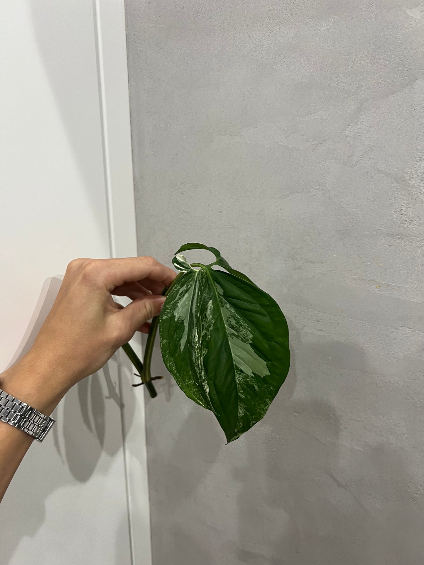 Syngonium albo