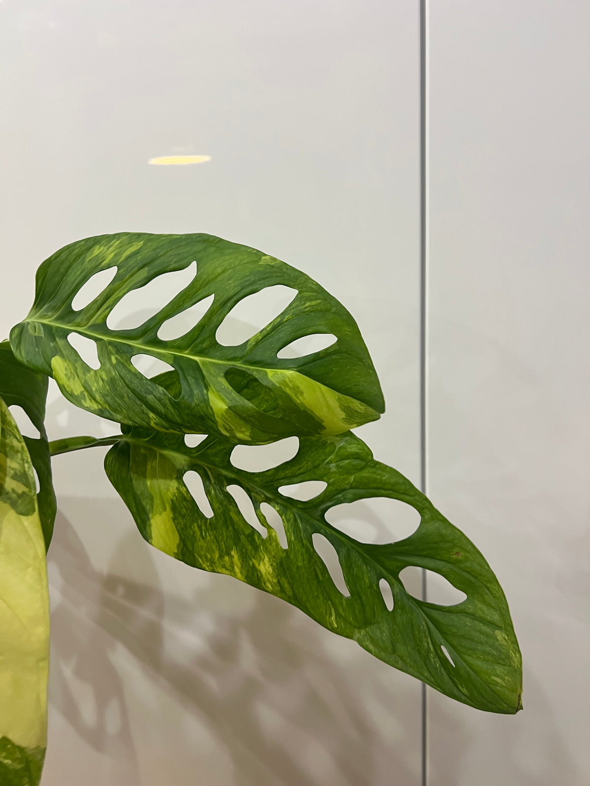 Monstera Obliqua Mayuna variegated