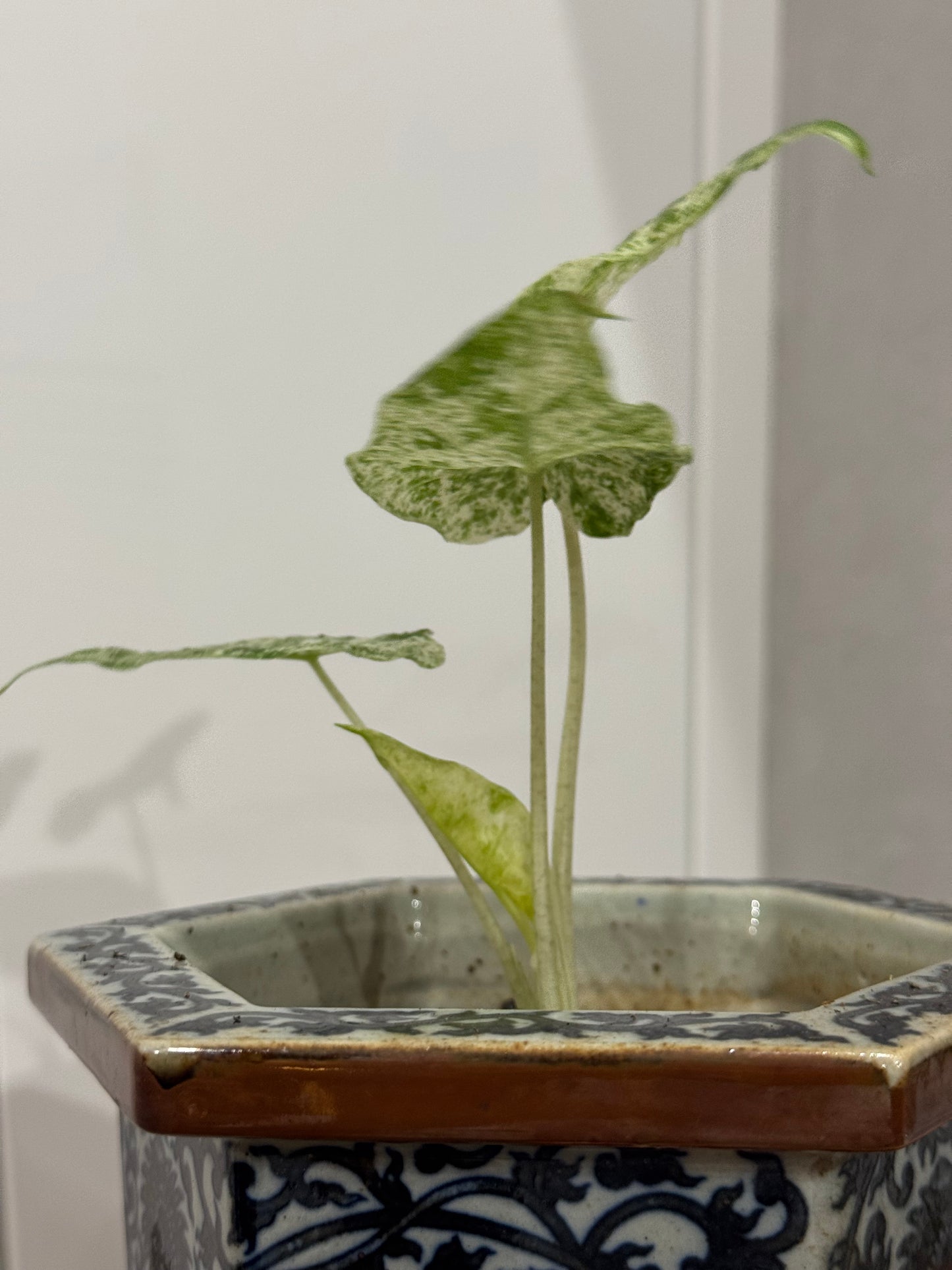 Alocasia macrorrhiza albo