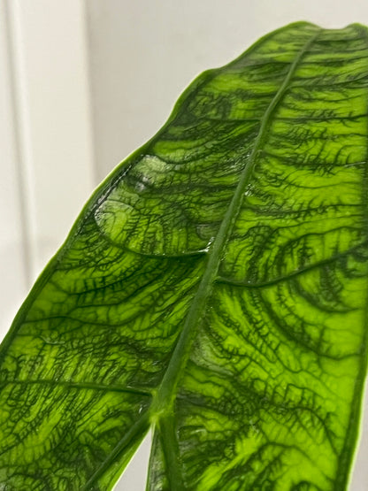 Alocasia reticulata